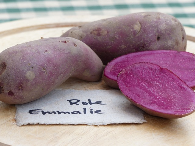 Kartoffelsorte Rote-Emmalie