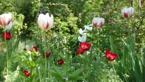 Tulpe Sorbet und Paeonia tenuifolia-1