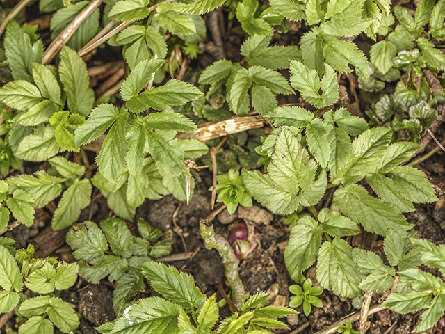 Junge Giersch-Pflanzen kommen aus dem Boden