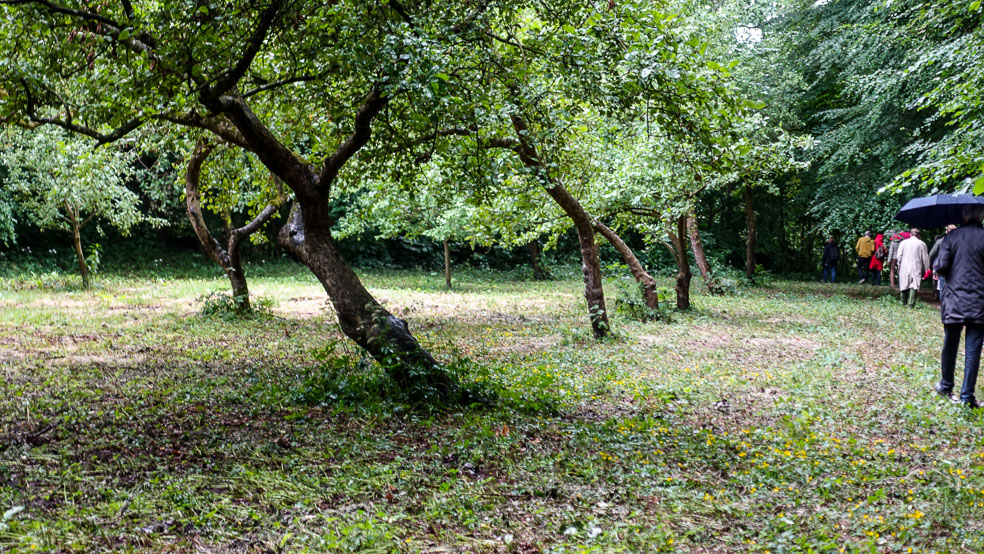 Obstbäume im Hochdorfer Garten