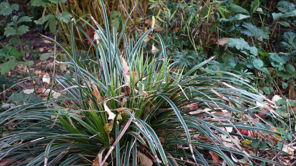Carex m. 'Variegata'