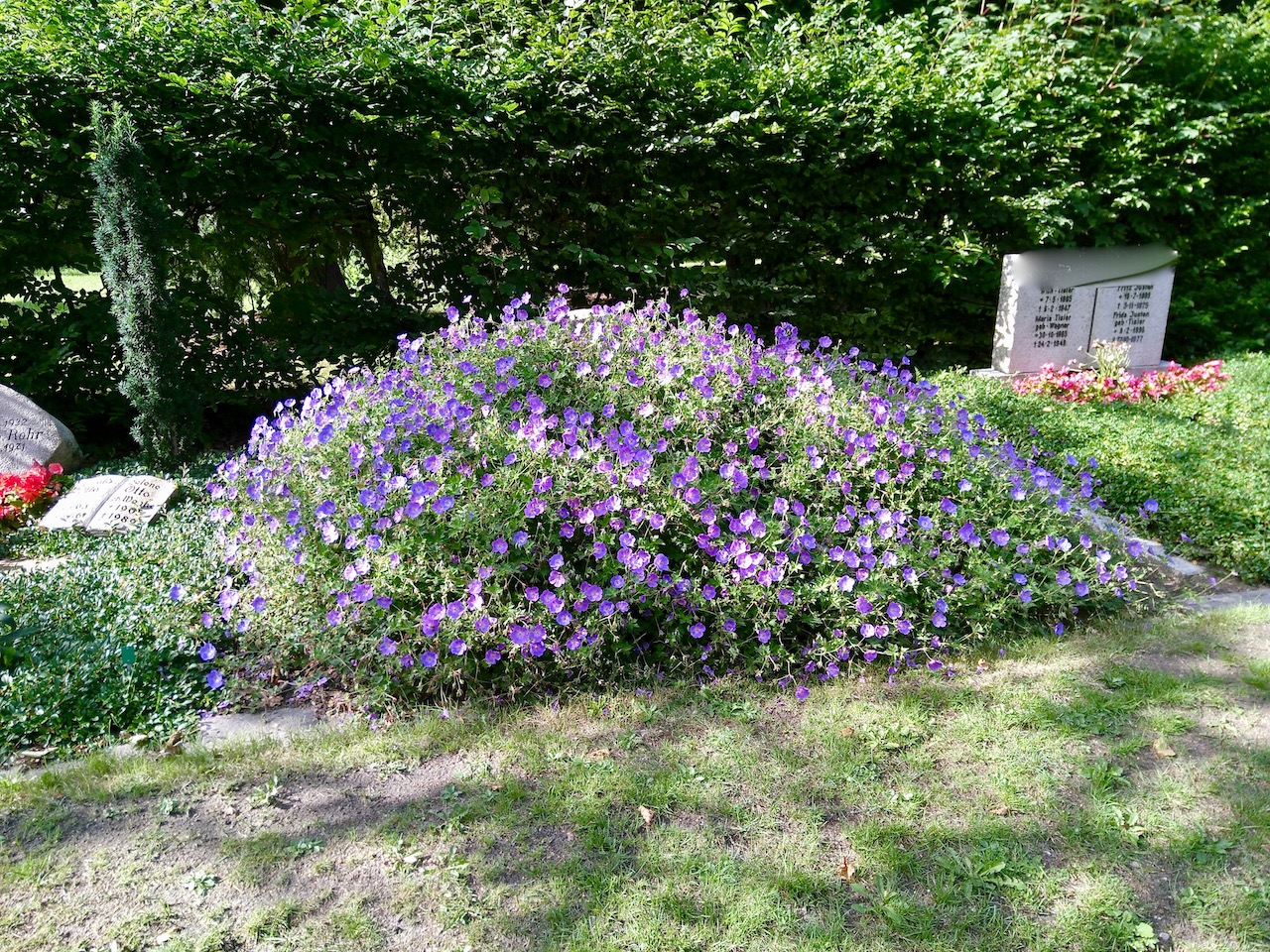 Welche Blumen Werden Auf Dem Friedhof Nicht Angefressen Stauden auf dem Friedhof - stauden auf dem friedhof